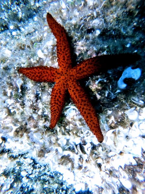 Chania Try Scuba Diving For Beginners