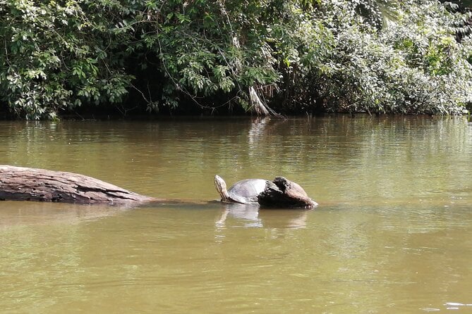 Tour To The Canals In Tortuguero National Park