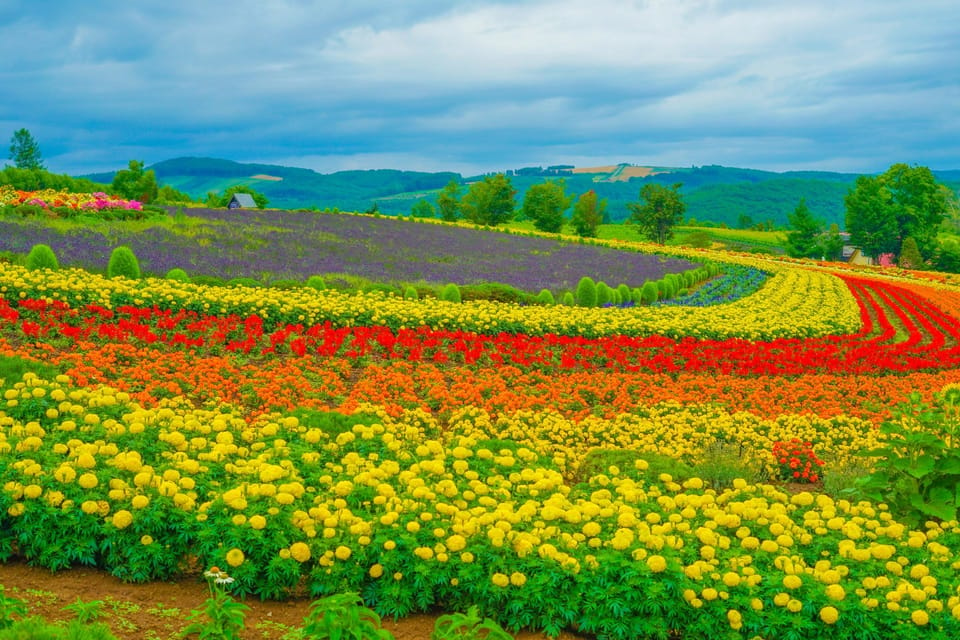 From Sapporo Furano And Biei Day Trip With Lunch