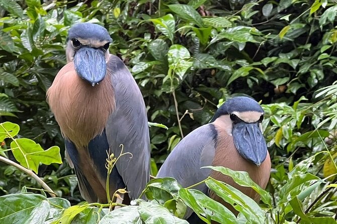 Small Group Tortuguero National Park Canoe Tour