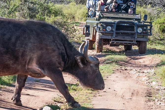 2 Day 4×4 Safaris Tour With South African Wildlife From Cape Town