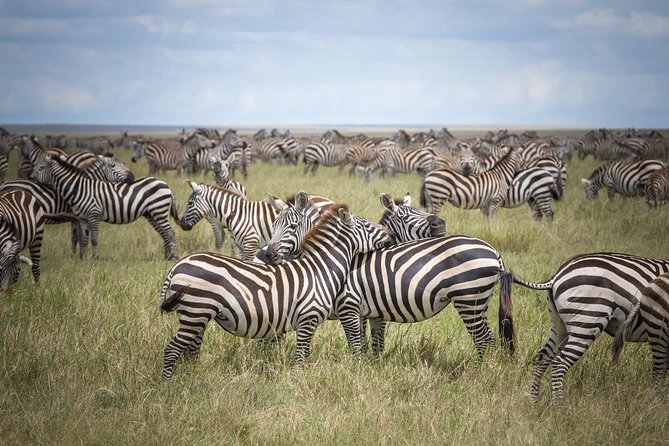 3-Day Classic Serengeti Safari - Tour Overview