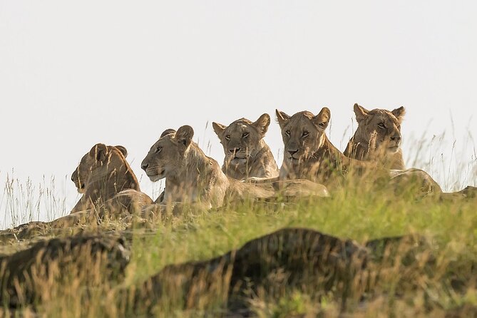 3 Days Masai Mara on Private 4×4 Land Cruiser