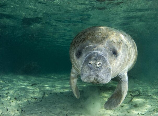 3-Hour Small Group All-Inclusive Manatee Swim With Photo Package