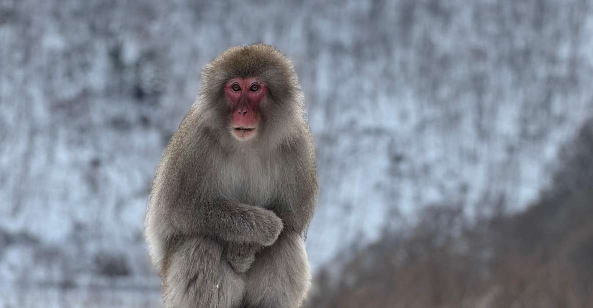 A Memorabele Snow Monkey Park and Zenkoji Temple Tour - Unique Wildlife and Cultural Combination