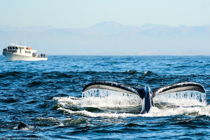 Afternoon Whale Watch - Overview of the Excursion