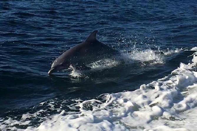 Alabama Gulf Coast Dolphin Cruise - Overview