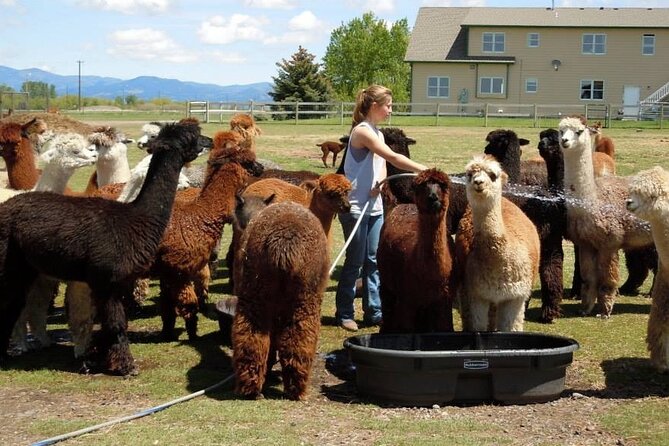 Alpaca and Llama Farm Tour - Whats Included