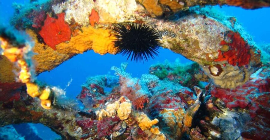 4 Best Scuba Diving Experiences In Calvi