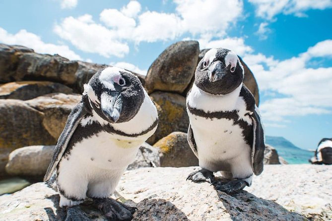 Cape of Good Hope and Penguins Full-Day Tour From Cape Town - Tour Overview