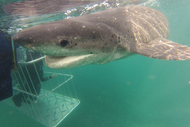 CapeTown: African Shark Eco-Charters Shark Cage Diving Experience