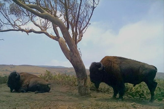 Catalina Island Bison Expedition