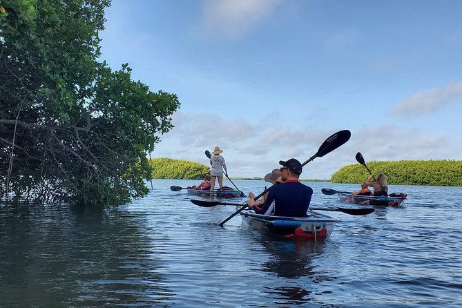 Clear Kayak Tour of Shell Key Preserve and Tampa Bay Area