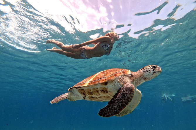 Curacao: Swimming With Sea Turtles and Grote Knip Beach Tour - Highlights of the Experience