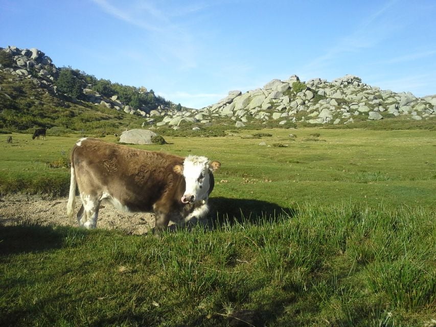 Cushion Plateau, 1000 Waterholes, Grass: Pozzines - Explore a Serene Plateau