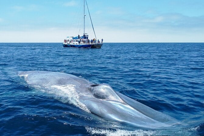 Dana Point Dolphin and Whale Watching Eco-Safari