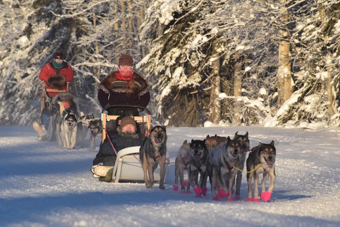 Dog Sledding and Mushing Experience in North Pole - Meeting and Pickup