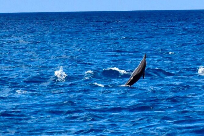 Dolphins Encounter and Whale Watching