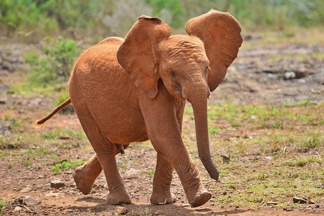 Elephant Orphanage & Giraffe Centre Tour