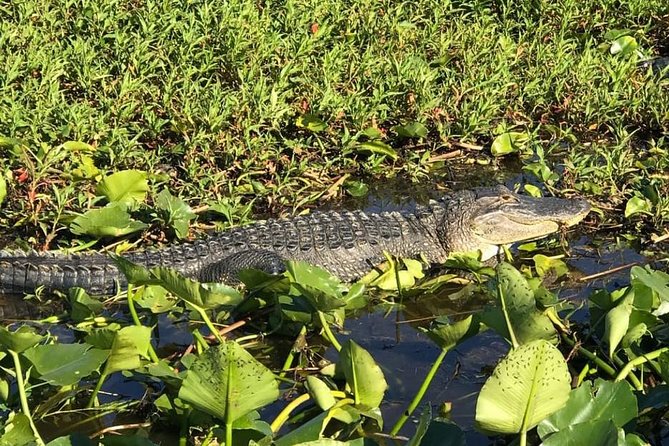 Florida Everglades Airboat Tour and Wild Florida Admission With Optional Lunch - Tour Details and Highlights