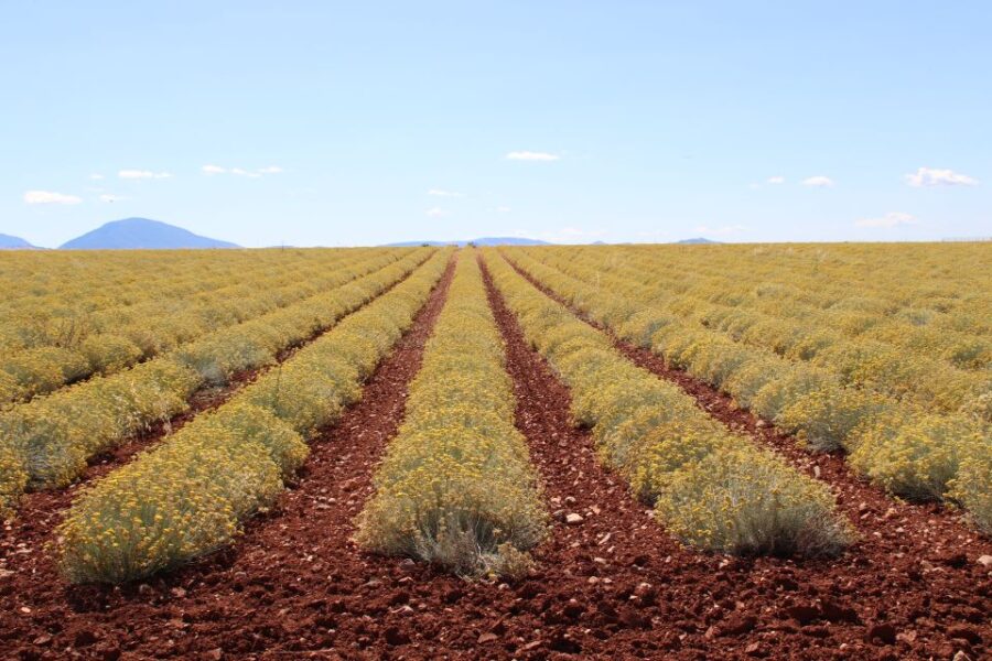 From Aix-En-Provence: Lavender Experience & Gorges Du Verdon