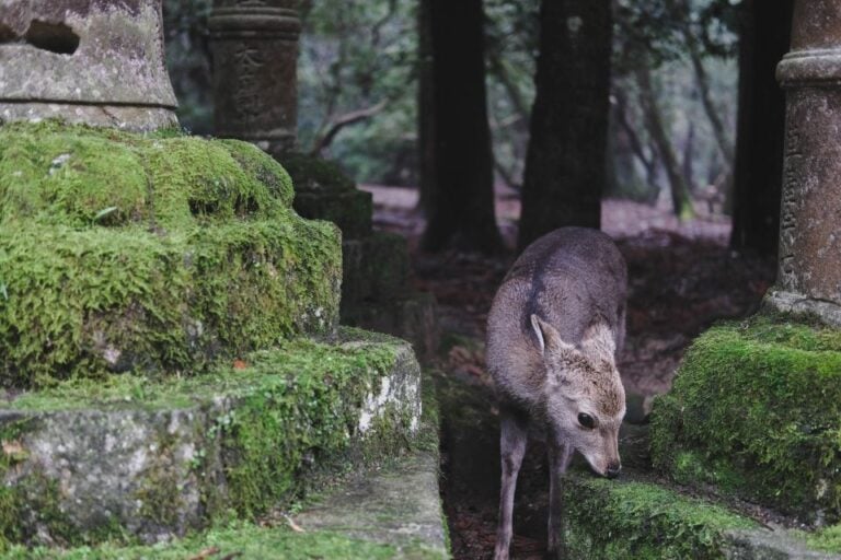 From Osaka: 10-hour Private Custom Tour to Nara