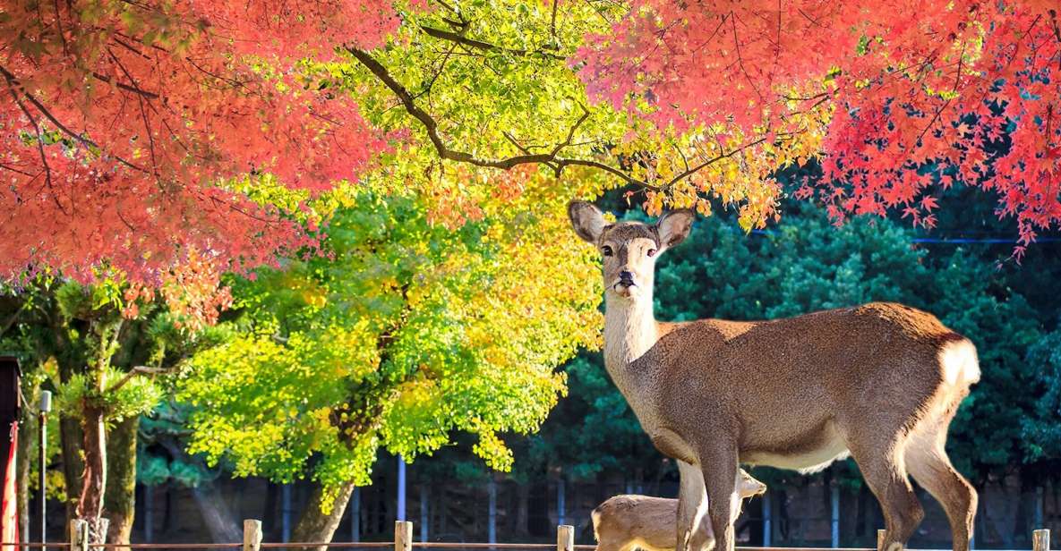 From Osaka: Nara Customizable Private Day Tour - Tour Overview