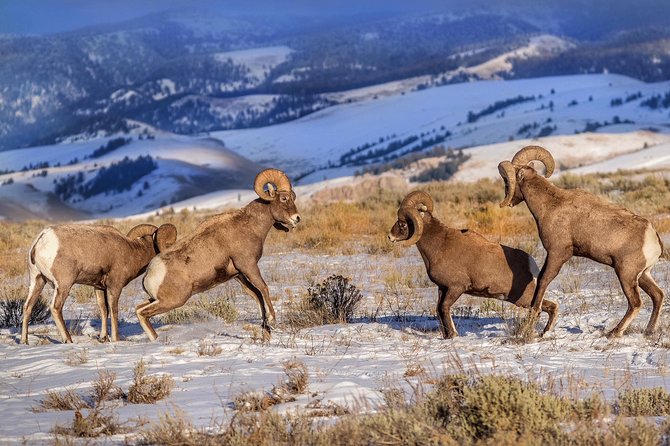 Grand Teton and National Elk Refuge Winter Wonderland Full Day Adventure - Tour Overview