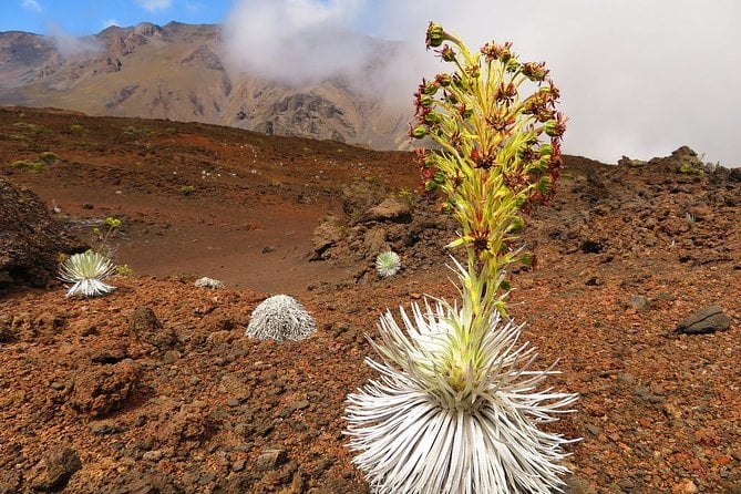 Haleakala Sunrise Best Guided Bike Tour With Bike Maui - Overview of the Tour