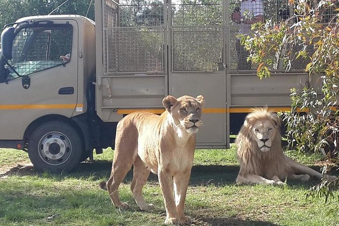 Half Day Lion Park Tour From Johannesburg or Pretoria - Overview of the Tour