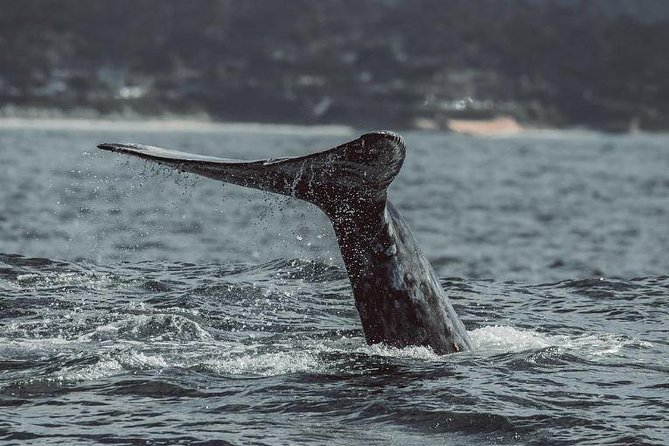 Half-Day Whale Watching Tour From Monterey