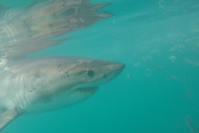 Half-Day White Shark Cage Diving From Gansbaai - Inclusions