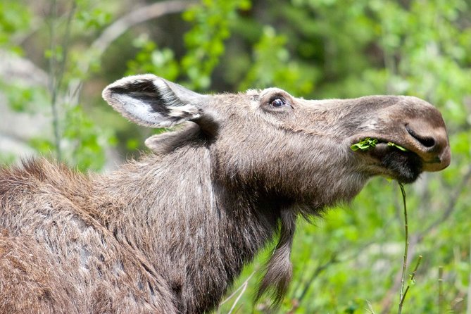 Half-Day Wildlife Safari Tour in Grand Teton National Park - Pickup Details