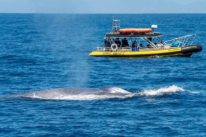 High Speed Zodiac Whale Watching Safari From Dana Point - Inclusions and Whats Provided