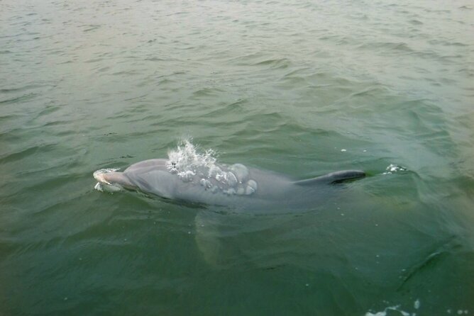 Hilton Head Island Dolphin Boat Cruise - Highlights of the Tour