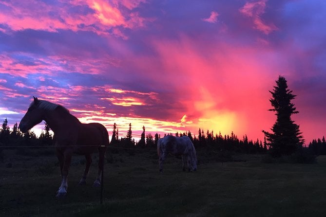 Horse-Drawn Covered Wagon Ride With Backcountry Dining