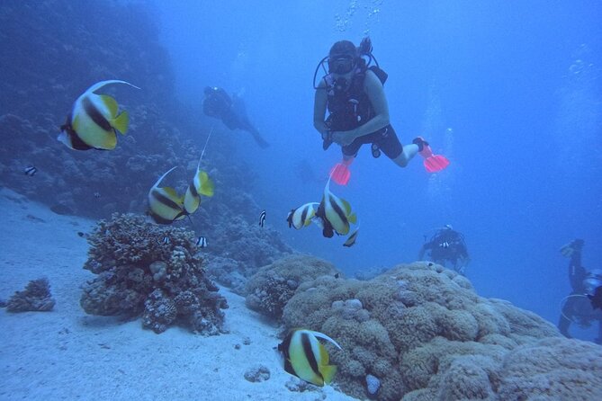 Intro Diving Beginner and Discover Red Sea Underwater