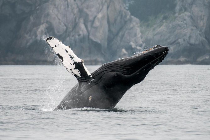 Juneau Wildlife Whale Watching & Mendenhall Glacier - Whale Watching Cruise