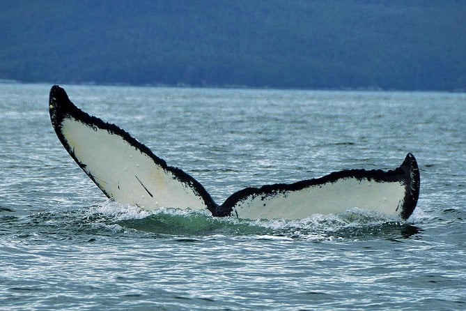 Juneaus Premier Whale Watching