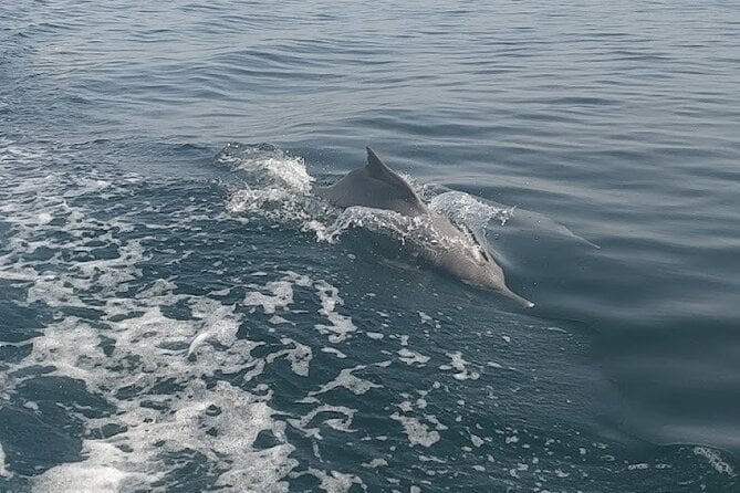 Khasab Musandam Full Day Dhow Cruise With Lunch and Snorkeling - Exploring the Stunning Fjords