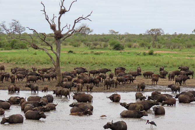 Kruger National Park – Private Full Day Safari Trip.