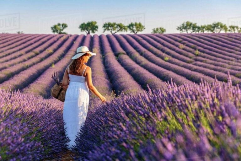 Lavender Fields Tour