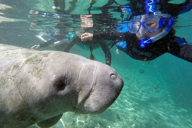 Manatee Snorkel Tour With In-Water Divemaster/Photographer - Tour Details