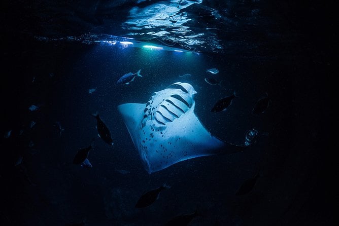 Manta Mania – Manta Ray Night Snorkel – Small-Group Experience In Kona, Hawaii