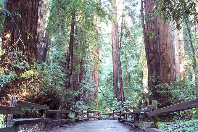 Muir Woods Tour of California Coastal Redwoods - Tour Details