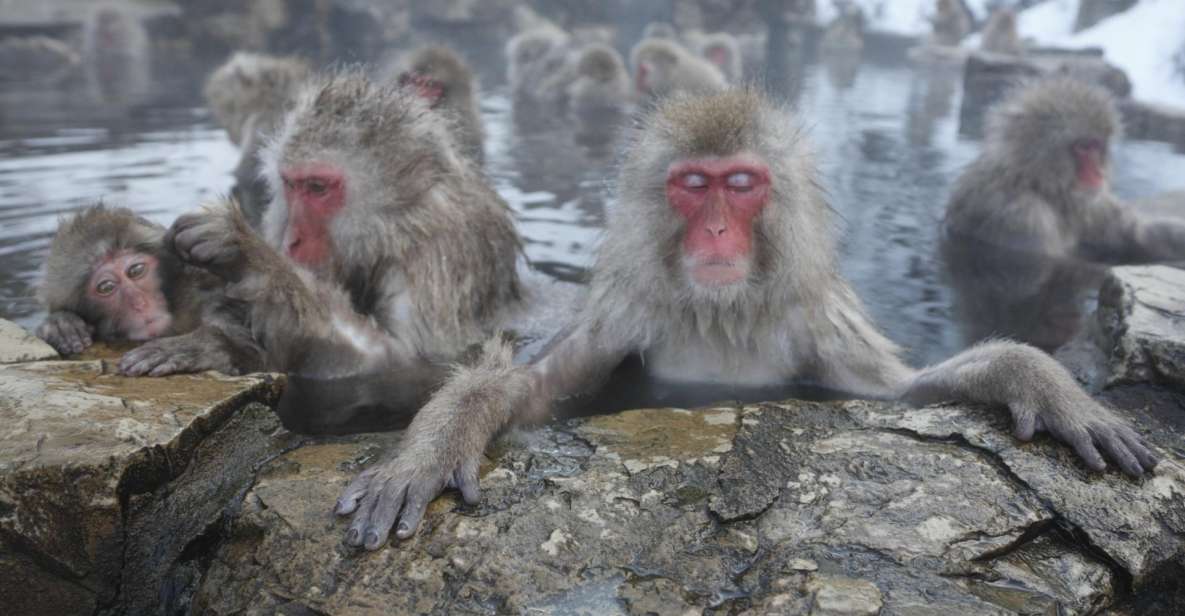 Nagano: Private Transfer Between Station & Snow Monkey Park - Overview of the Transfer Service