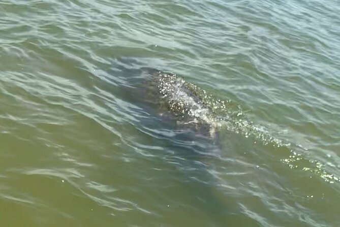 New Smyrna Dolphin and Manatee Kayak and SUP Adventure Tour - Overview of the Tour