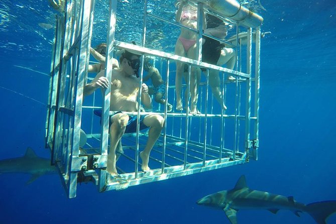 Oahu Shark Dive - Overview of the Oahu Shark Dive