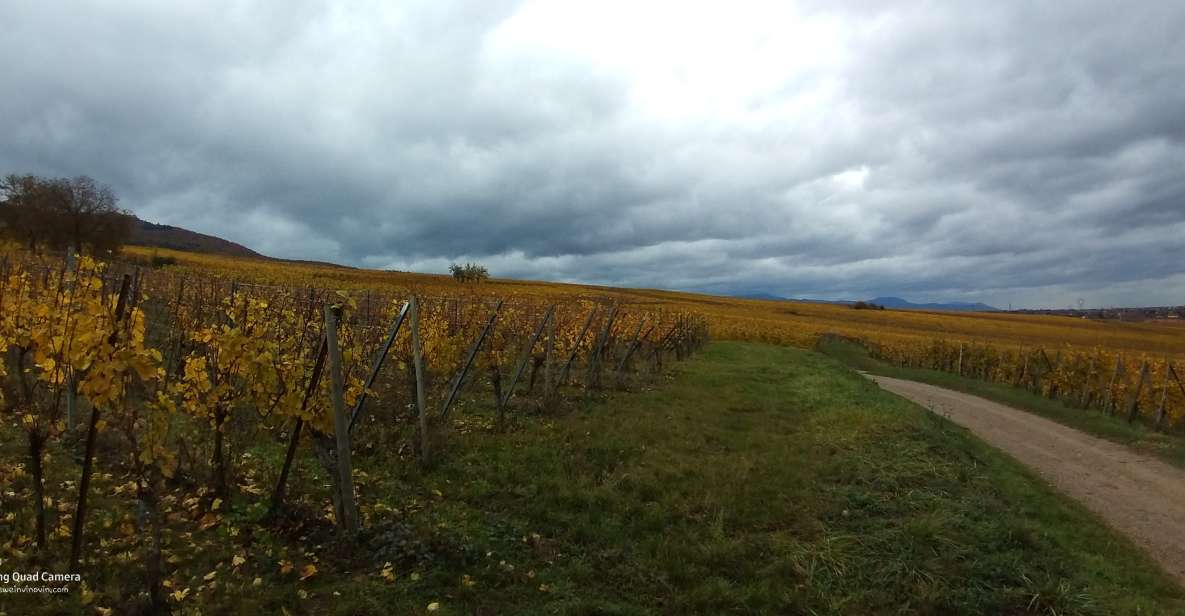 Pinot Noir in Baden-Württemberg. - Overview of the Tour