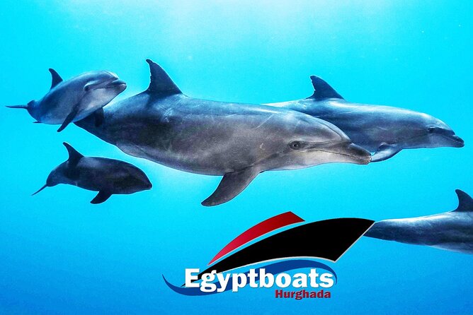 PRIVATE! | 4-hour Speed Boat Trip | Swim With Dolphins, Snorkeling & Island - Highlights of the Tour